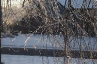 ice storm 2008 01 thumb