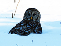 r owl1 thumb
